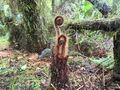 第3回｜世界遺産の “世界一美しい散歩道”「ミルフォードトラック」体験記・4日目＆5日目 ── 54km完歩！  苔きらめく雨のトレイルと滝クルーズの画像007