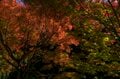 【3年連続】「全国No.1の紅葉スポット」鮮やかに染まる“もみじ湖”と“もみじのトンネル”《長野県・箕輪町》2022年の画像006