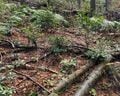 意味が分かると怖い「低山の登山道」写真！ 「ナメすぎNG」迷いやすい「不明瞭＆荒れ放題」ルート「5つの落とし穴」レポートの画像001