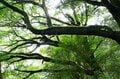 【世界自然遺産・屋久島】樹齢1800年「仏陀杉」に会いに行く！「ヤクスギランド」の吊り橋とエメラルドグリーンの清流を巡る1時間20分ライトトレッキングの画像005