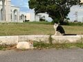 愛くるしい猫たちは高い透明度を誇るパナリ島の海のようだった【琉球島猫百景 vol.19「八重山の離島の猫たち」沖縄県／新城島＆小浜島】の画像004