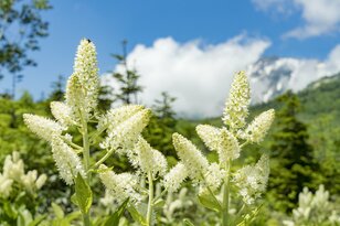 数年に一度の当たり年！ 今がピーク「花咲くコバイケイソウ」『栂池自然園』＜長野県＞