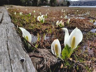 尾瀬名物“ミズバショウ”  まさに今が見頃！ 「第45回 尾瀬山開き」  奥只見ダムにて開催【新潟県魚沼市】