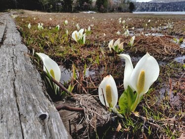 尾瀬名物“ミズバショウ” まさに今が見頃！ 「第45回 尾瀬山開き」 奥