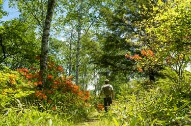 梅雨どきにもオススメ”の THE 信州！ 八千穂高原の「日本一美しい白樺