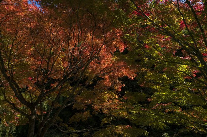 【3年連続】「全国No.1の紅葉スポット」鮮やかに染まる“もみじ湖”と“もみじのトンネル”《長野県・箕輪町》2022年の画像006
