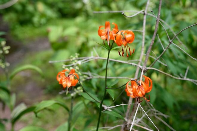 UNMAP YOUR LIFE ～栃木県 白根山編～ 自分を解放する、こだわりの時間の画像008