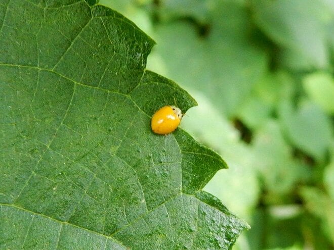 庭をチェック！  植物の病気を知らせる「黄色いテントウムシ」とは【あなたのすぐそばにいる「季節の虫」の探し方 vol.13】の画像005