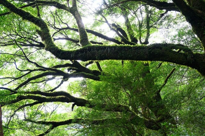 【世界自然遺産・屋久島】樹齢1800年「仏陀杉」に会いに行く！「ヤクスギランド」の吊り橋とエメラルドグリーンの清流を巡る1時間20分ライトトレッキングの画像005