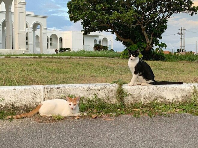 画像・写真：愛くるしい猫たちは高い透明度を誇るパナリ島の海のよう