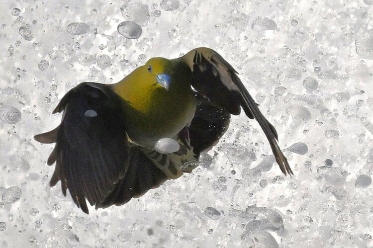 海水を飲むアオバト