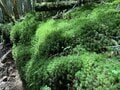 「曇り空・かすみ」に “彩られる” 山の絶景！  梅雨どきの「特別な景色」を求める登山＆ハイキング「愉しみかた」の画像004