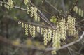 【連休明けハイキングはここに注目】5月の山の楽しみは景色だけじゃなくて「目の前」にもある＜樹上編＞の画像001