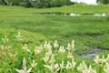 【花便り】高層湿原でお花見トレッキング！  木道ギリギリまで咲き誇るニッコウキスゲやコバイケイソウの中を歩こう！【長野県栂池自然園】の画像002