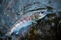 【渓流釣り】鮎沢川解禁！ 名物・鬼アマゴと出会えるか？「見える魚は釣れない」を覆せ！ 2023年の画像008