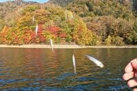 湖上から「紅葉絶景」360度展望！ 10月初旬「丸沼」で「秋のワカサギ」釣行！  帰宅後は天ぷらでシメる、まさに「釣り人の特権」満喫レポ【群馬県片品村】