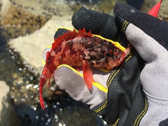 画像 写真 冬でも簡単に釣れるけど ニッポンの釣り の重大事態 カサゴ問題 と徹底するべき リリース条件 とは 合計4枚 アクティビティ ニュース Bravo Mountain