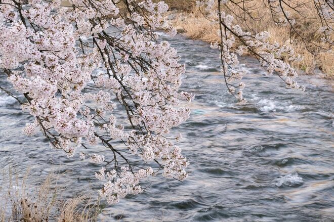 【渓流釣り】飛騨の春、桜とヤマメとイワナを愛でながら里川でフライフィッシング！  岐阜県｜2026年の画像003