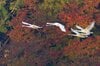 錦秋の山にコハクチョウが舞う特別なロケーション！  秋と冬の接点を楽しむ【山形県】2026年