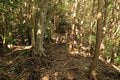 そそり立つ切岸が行く手を阻む。山陰の知られざる名城  石見国・周布城〈前編〉（島根県浜田市）【戦国の山城を攻める vol.01】の画像008