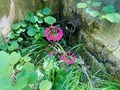 楽しいのは景色だけじゃない！  雪解けと共に始まる、高山植物の「開花ラッシュ」 登山に行くなら見なきゃ損する「高山植物」5選の画像006