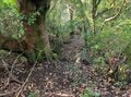 【首都圏近郊】1時間で登れるとは思えない絶景！  房総のマッターホルンこと「伊予ヶ岳」は今からのシーズンがおすすめの画像025