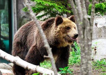 3ページ目) クマ出没注意！ 日本最北の動物園「旭山動物園」にオープン