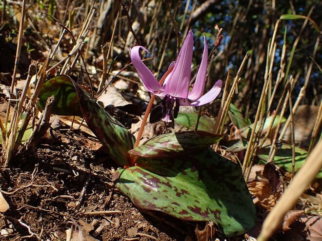 春だけに見られるもふもふの妖精！  植物だけじゃない「スプリング・エフェメラル」【あなたのすぐそばにいる「季節の虫」の探し方 vol.16】の画像005