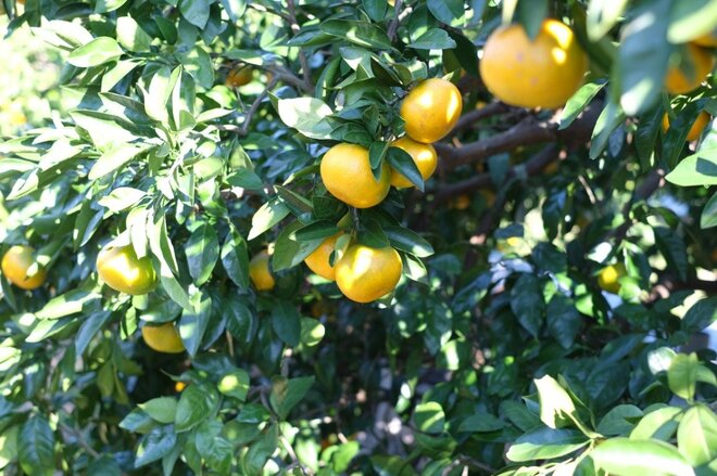 【山小屋宿泊券や年間遊漁券も】アウトドア好きに伝えたい「ふるさと納税」の使い途の画像003