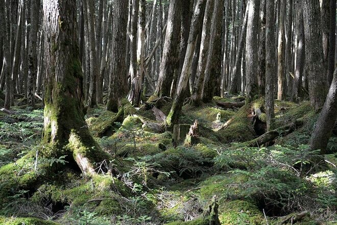 【この秋、絶対！ 八ヶ岳】第6回「白駒池」 北八ヶ岳らしい苔むした森を歩くの画像006