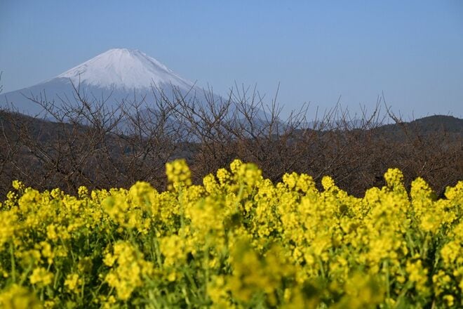 【花巡り】ひと足先に春を満喫！ 16万本の菜の花とドドーンと聳える雪の富士山「冬の暖かい日差しを浴びて楽しめる好展望の名所2選」 今年の運勢はいかに   神奈川県｜2026年の画像004