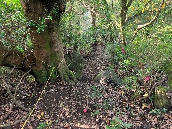 【首都圏近郊】1時間で登れるとは思えない絶景！  房総のマッターホルンこと「伊予ヶ岳」は今からのシーズンがおすすめの画像025