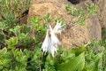 夏登山ルート解禁で登りたい「至仏山」！  見ごろ迎える「尾瀬ヶ原」にそびえる「花の百名山」日帰りコース「現地レポ」の画像007