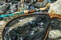 【渓流釣り】シーズン終盤！  秋の気配が漂いだした雨後の渓、堰堤の主を釣る  長野県・2025年の画像004