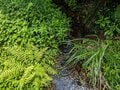 関東に残された唯一の奇跡の森！  三浦半島にある「小網代の森」って、どんなところ？  海まで続く約1.3km 散策レポートの画像006