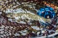 【渓流釣り】「粒ぞろいの美形渓流魚たち」魚影濃い！ キャッチ＆リリース区間・清流に癒された一日  小菅川／山梨県 2022年の画像006