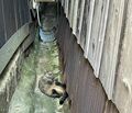 アート、ときどき島猫。直島・犬島・小豆島【「瀬戸内トリエンニャーレな旅（後編）」琉球島猫百景 vol.22〈特別編〉】の画像003