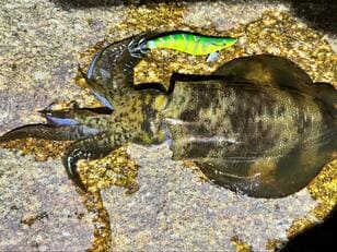 【エギング入門】始めやすくて奥深い「イカ釣り」ルアーフィッシング！  タックル・仕掛け・誘い方と「ポイント＆コツ」も！  初心者向け解説