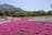 まるで「ピンクの花の海」！  絶景「芝桜の丘」咲き誇る40万株＆展望「見晴らしの丘」ほか「秩父・羊山公園」現地レポの画像004