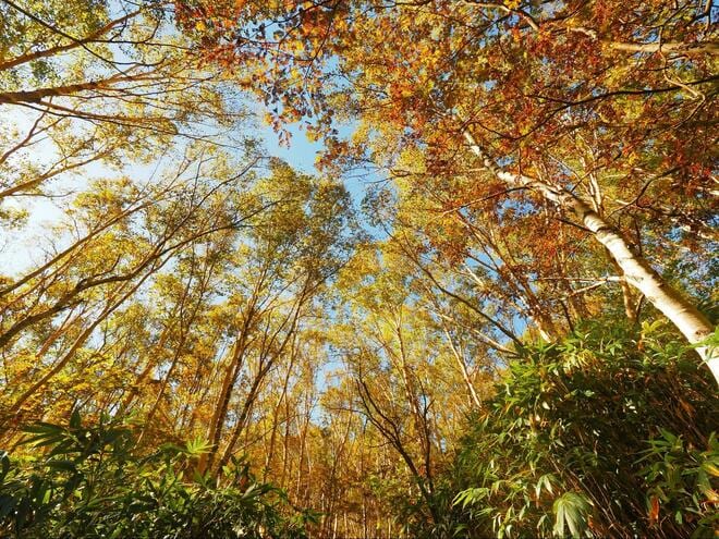 「日本の滝百選」にも選出「米子大瀑布」で紅葉絶景ハイキング！  落差80ｍ以上「2つの大滝」の迫力＆15年ぶり開通の名滝も「現地レポ」の画像006