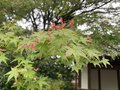 苔と深緑に魅せられる京都・幽翠の地3選の画像004