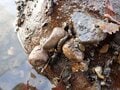 冬の風物詩『伝統の郷土食・昆虫食』江戸時代から続く“伊那谷”のご当地グルメ「ざざ虫」を、獲って食べてみた！【2022年1月・長野県伊那市】の画像004