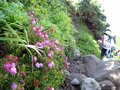 「夏山シーズンイン！」 北海道の山々にも高山植物の花々が咲き始める 【2024年 初夏】の画像001