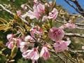 まだ咲いている！  ソメイヨシノ「じゃない桜」駅近の穴場・花見スポット「亦楽山荘」【兵庫県・武田尾ハイキングレポート】の画像001