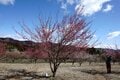 【梅の見ごろ】3月下旬まで「秋間梅林祭」が開催中！ 紅白梅に春を感じながら、お茶うけ食べ歩き散策レポート【2023年・群馬県安中市】の画像002
