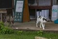 「小満芒種（スーマンボース）の猫島散歩」あちこちに聖地や御嶽が点在する特別な島の猫たちは、沖縄の神々と連絡を取り合っているのか……【琉球島猫百景 vol.15／沖縄県南城市知念】の画像010