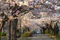 観測史上最速！ 驚愕のスピード！ 「開花からたった2日で満開となった桜が魅せる景色」 善光寺北側・長野市のお花見スポット・城山公園 2022年