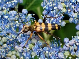 「アジサイには派手な姿のカミキリムシが集まる？」 梅雨時は森や山に咲くアジサイを要チェック【あなたのすぐそばにいる「季節の虫」の探し方 vol.7】