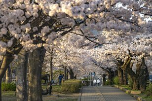 観測史上最速！ 驚愕のスピード！ 「開花からたった2日で満開となった桜が魅せる景色」 善光寺北側・長野市のお花見スポット・城山公園 2022年