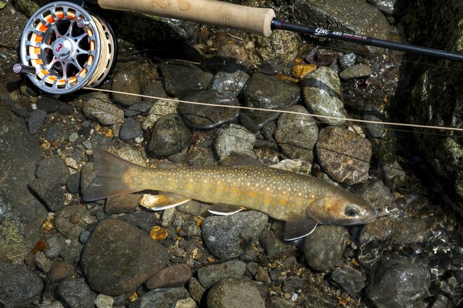 「放流なし、天然イワナだけの渓流」遊漁券たったの550円！  長野県でも遅い解禁を迎えた雑魚川で “フライフィッシング” 【志賀高原漁協】 長野県｜2026年の画像005
